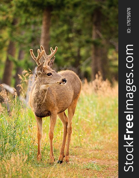 A young buck mule deer with velvet covered antlers, Yellowstone National Park. A young buck mule deer with velvet covered antlers, Yellowstone National Park.