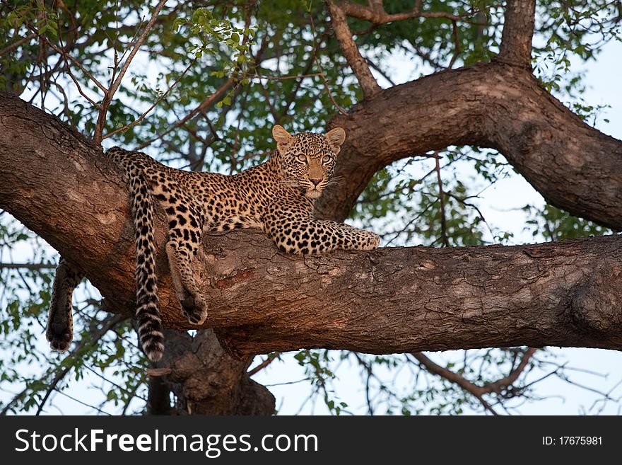 Young female leopard resting on branch of big tree looking with wide open eyes. Young female leopard resting on branch of big tree looking with wide open eyes