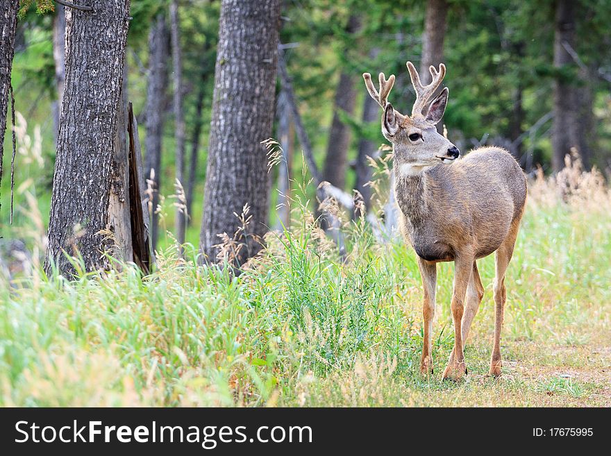 Mule deer buck stands on the edge of a forest. Mule deer buck stands on the edge of a forest.