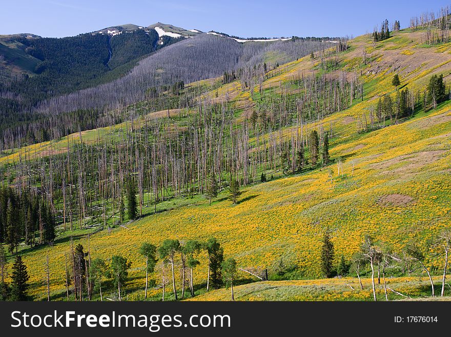 Huge bloom of yellow wildflowers along Dunraven Pass in Yellowstone. Huge bloom of yellow wildflowers along Dunraven Pass in Yellowstone.