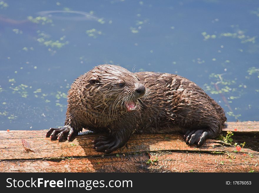 Baby River Otter Showing Teeth