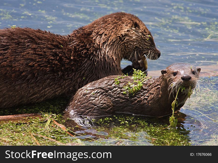 River otter mother and baby at Trout Lake, Yellowstone. River otter mother and baby at Trout Lake, Yellowstone.