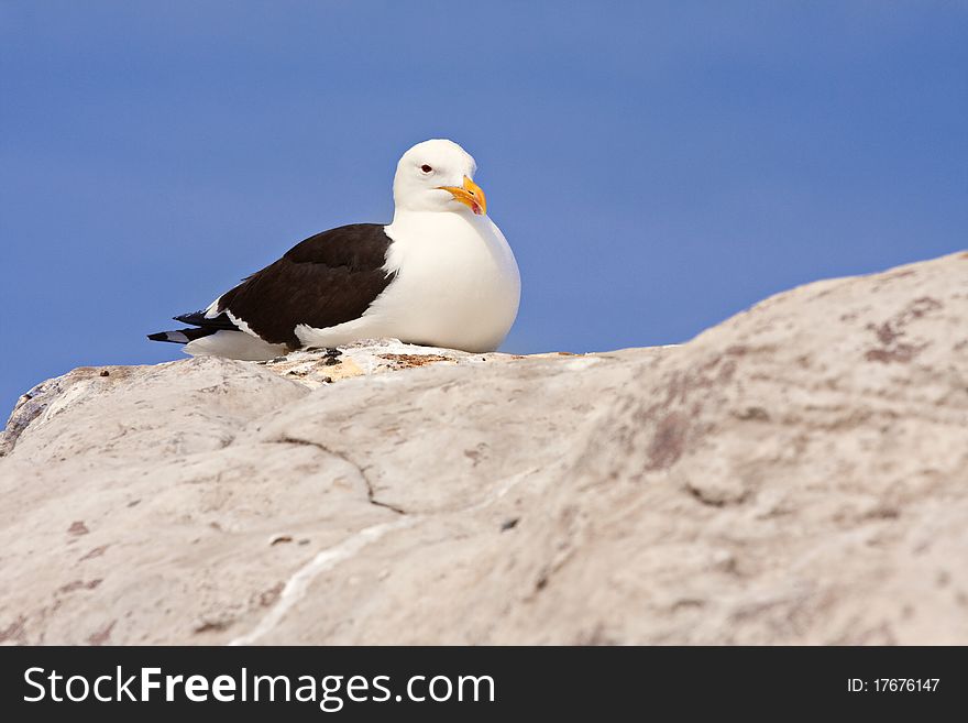 Seagull resting on a rock