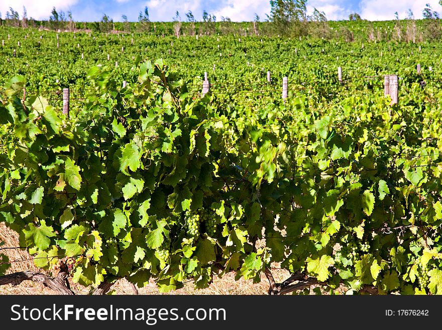 Vineyard in western cape south africa, grapes are grown for making wine