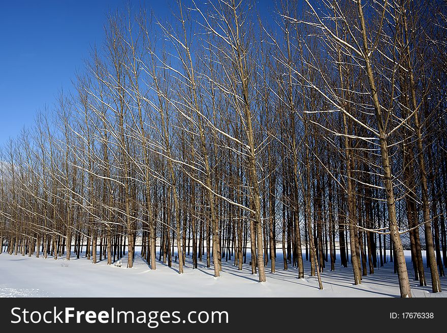 An orchard of barren trees standing in a snowy field . An orchard of barren trees standing in a snowy field .