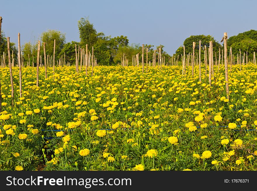 Marigold field in country thailand