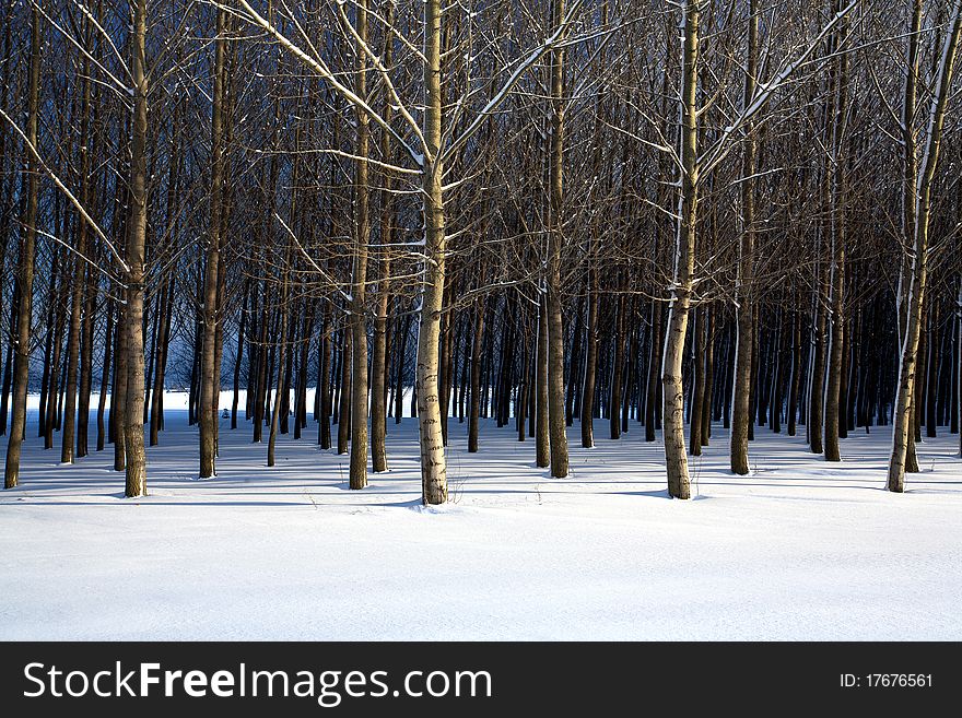 Cluster of trees in a snow covered field in this winter scenic. Cluster of trees in a snow covered field in this winter scenic.