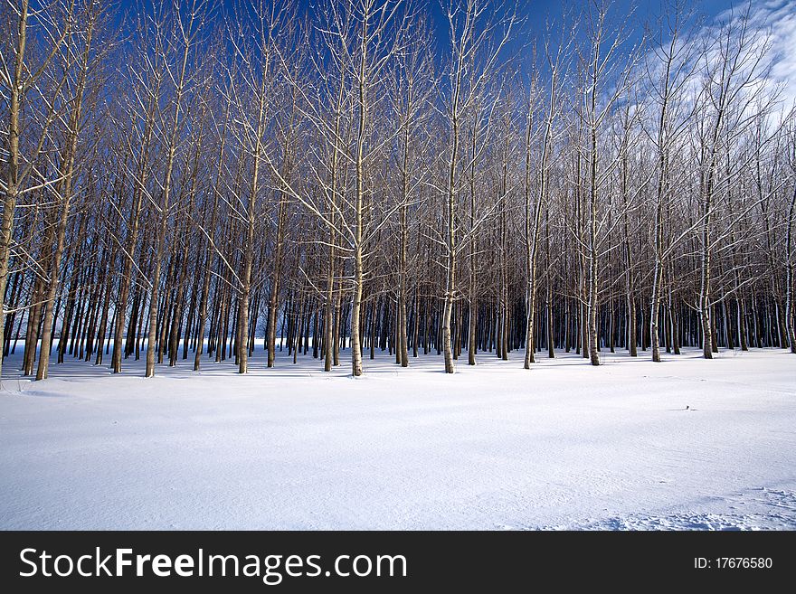 Cluster Of Trees In A Snow Covered Field In This W