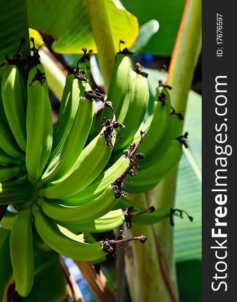 Bananas on a banana plant in a plantation. Bananas on a banana plant in a plantation