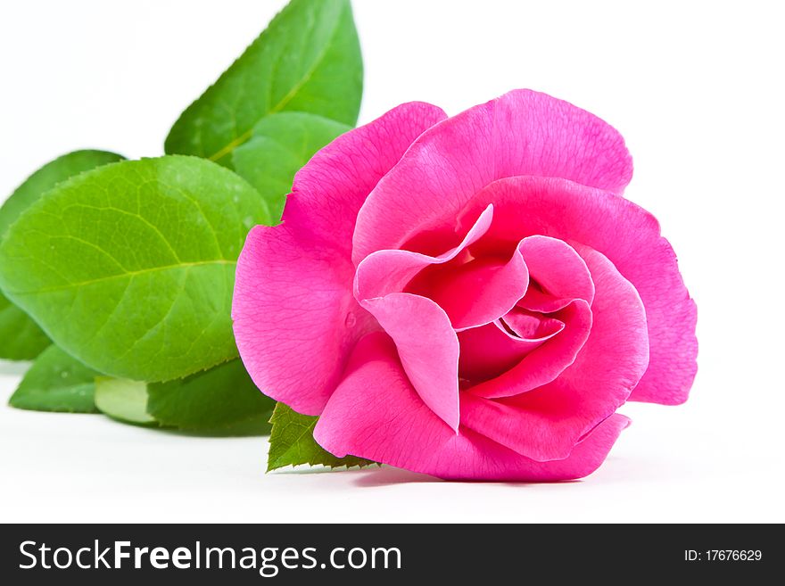 A pink rose with leaves