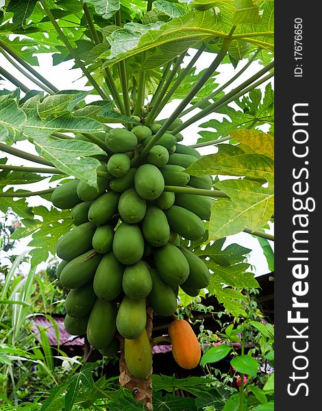 Papayas on the trunk of a papaya tree in Malaysia