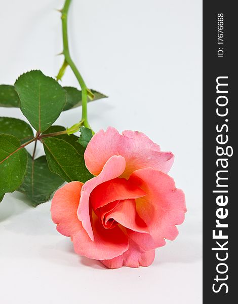 Isolated image of a long stem rose