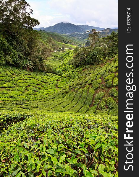 Tea plantation in the Cameron Highlands in Malaysia