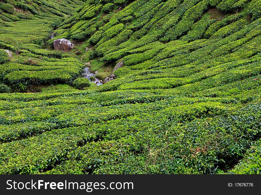 Tea plantation in the Cameron Highlands in Malaysia