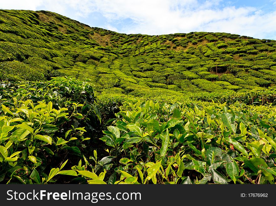 Tea Plantation In The Cameron Highlands