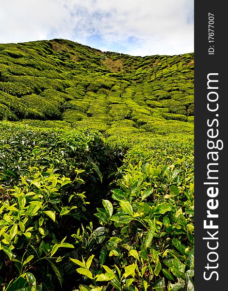 Tea Plantation In The Cameron Highlands