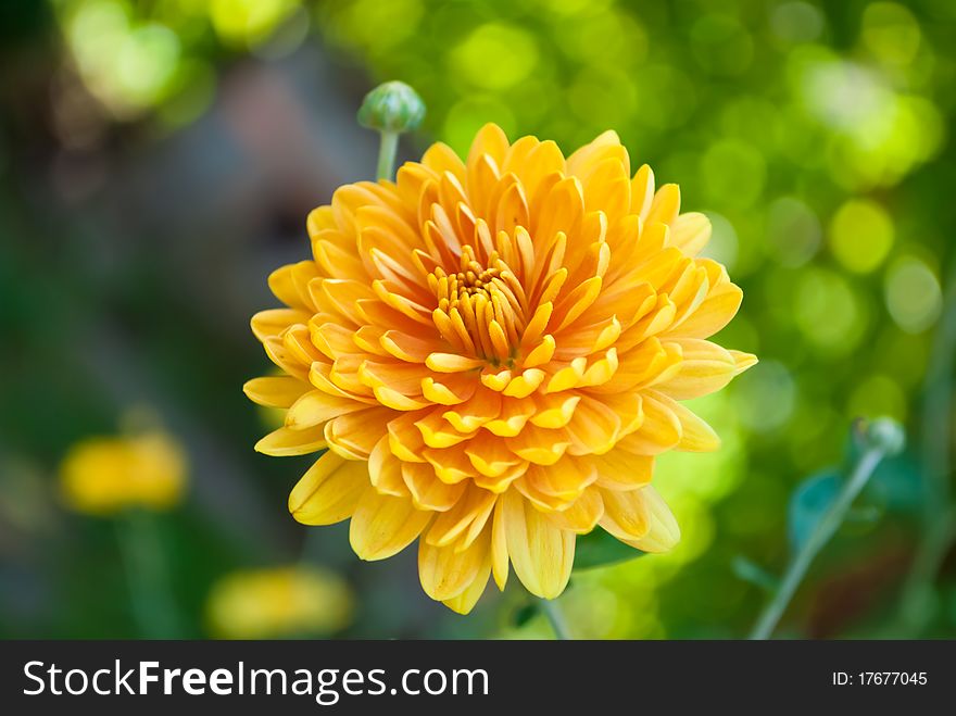 Golden-daisy (chrysanthemum) in garden