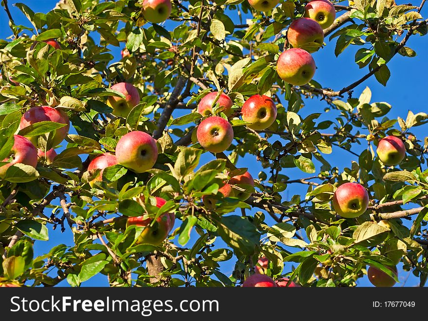 Apple-tree branches with ripe and red fruits