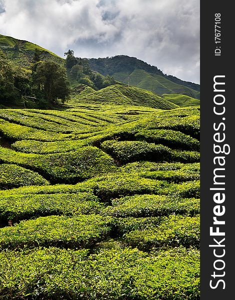 Tea plantation in the Cameron Highlands in Malaysia