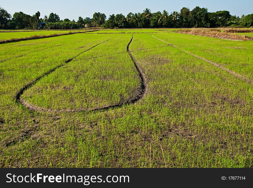 Thai rice field,green rice. Thai rice field,green rice