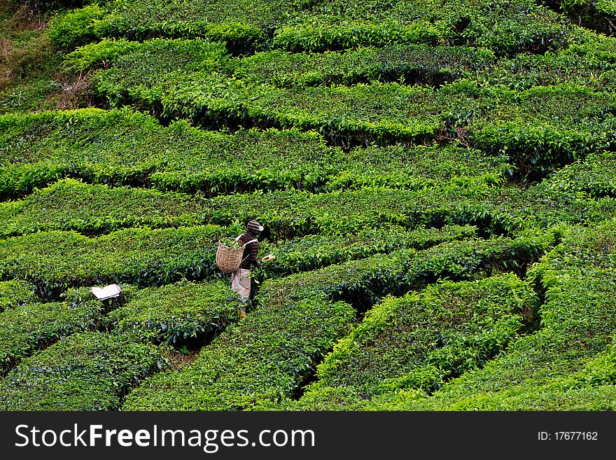Tea Plantation In The Cameron Highlands