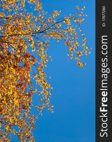 Yellow and red autumn birch branch on blue sky background