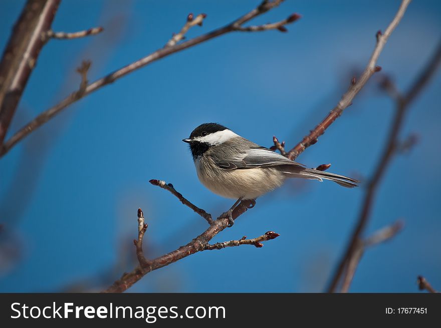 Black-Capped Chickadee Eating A Seed.