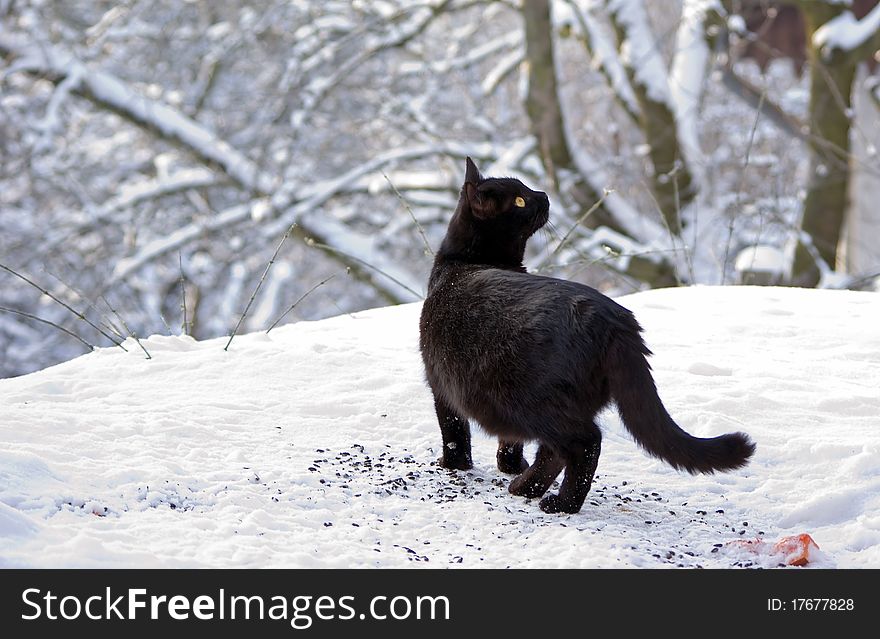 Cat looking for birds in feeding station. Cat looking for birds in feeding station