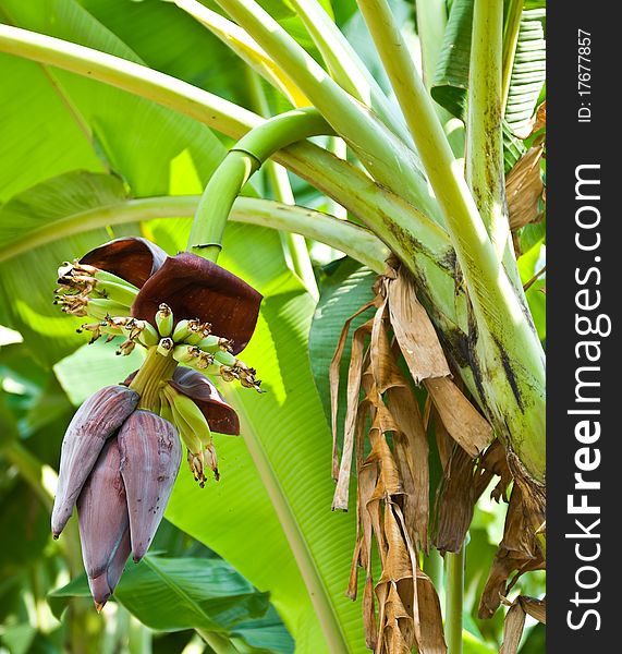 Banana blossom and bunch on tree in the garden at Thailand