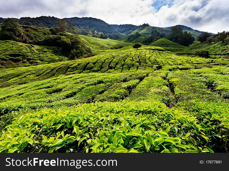 Tea plantation in the Cameron Highlands