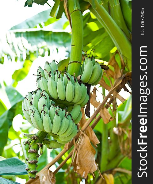 Banana Blossom And Bunch On Tree