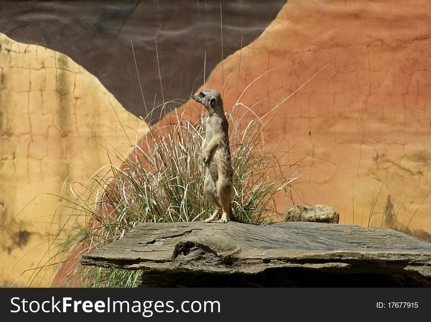 Meerkat sentry scanning the horizon for danger, Taronga Zoo, Sydney, Australia. Meerkat sentry scanning the horizon for danger, Taronga Zoo, Sydney, Australia