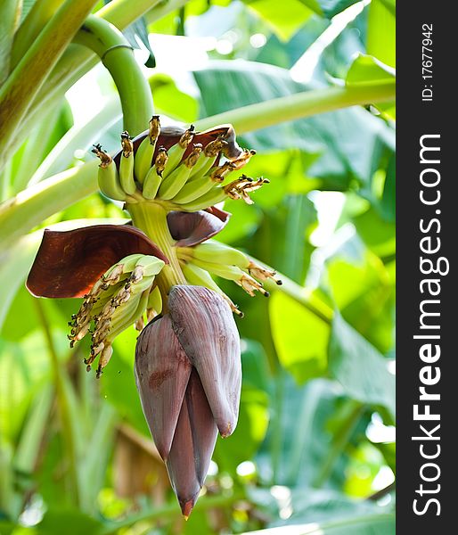 Banana bunch on tree in the garden at Thailand