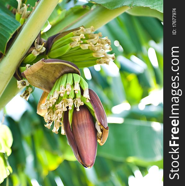 Banana blossom and bunch on tree in the garden at Thailand