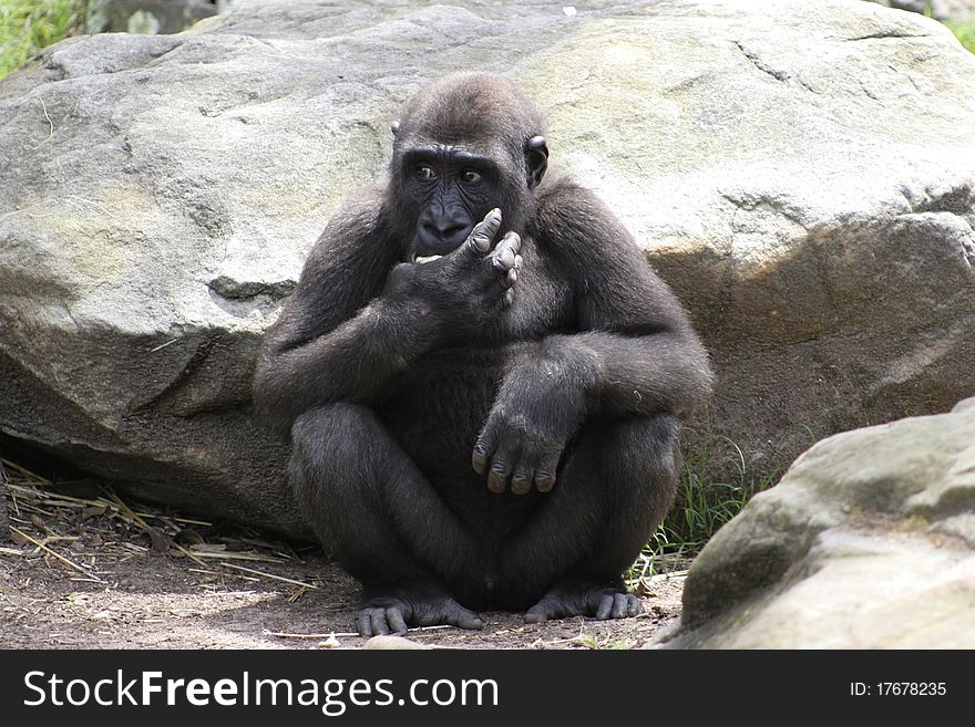 Western Lowland Gorillas looking pensive as it guards it's food