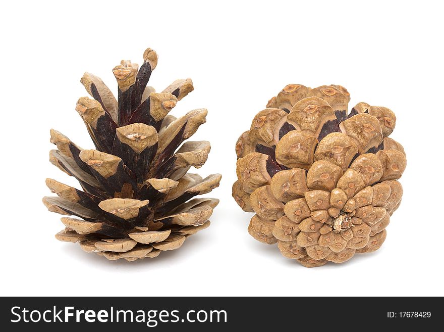 Two open pine cones on white background. Two open pine cones on white background