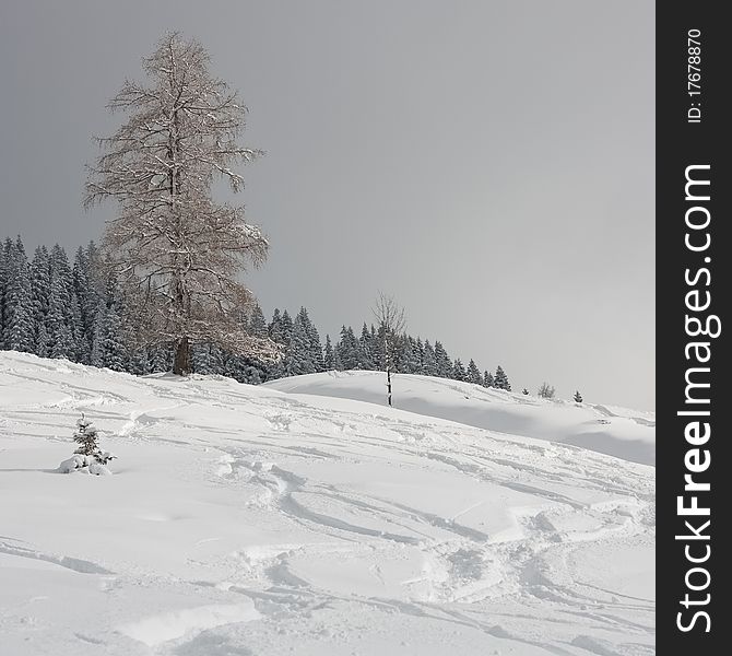 Winter alpine slopes in snow with forest on the background