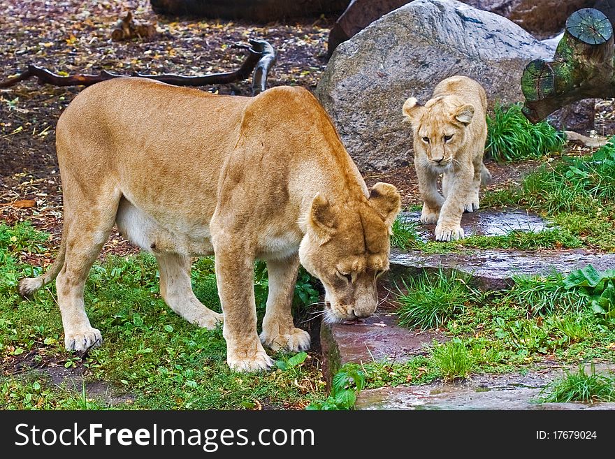 Lion cub  with his mother in the zoo. Lion cub  with his mother in the zoo
