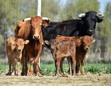 The Bull On The Spanish Cattle Raising Stock Image