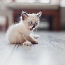 Cut Kitten At Home Stock Photography
