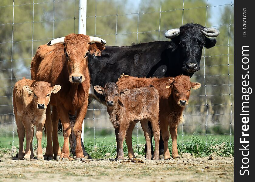 The Bull On The Spanish Cattle Raising