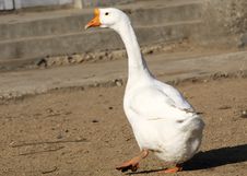 Goose Royalty Free Stock Photography Goose Royalty Free Stock Photography