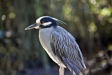 Yellow Crowned Night Heron (Nyctanassa Violacea) Royalty Free Stock Image Yellow Crowned Night Heron (Nyctanassa Violacea) Royalty Free Stock Image