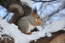 Red Squirrel. Royalty Free Stock Images