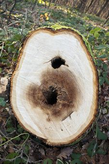 Close Up Of Tree Rings On Felled Stump Royalty Free Stock Photo