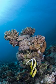 Coral Reef In The Red Sea Royalty Free Stock Image Coral Reef In The Red Sea Royalty Free Stock Image