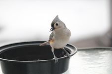 Tufted Titmouse With Sunflower Seed In Beak 2 Royalty Free Stock Images