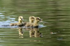 Greylag Goose Goslings Royalty Free Stock Photo Greylag Goose Goslings Royalty Free Stock Photo