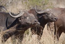 Herd Of Cape Buffalo In The African Bush Stock Photo Herd Of Cape Buffalo In The African Bush Stock Photo