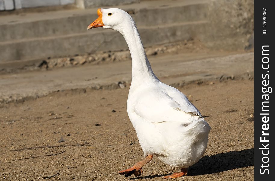 A snow-white geese walking in the tarmac on the road. A snow-white geese walking in the tarmac on the road